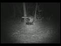 HCO Scoutguard SG550 Video & Image Samples by Chasingame