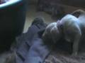 weimaraner puppies cherry x king 20081202 Day 35