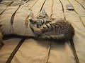 Kitties playing