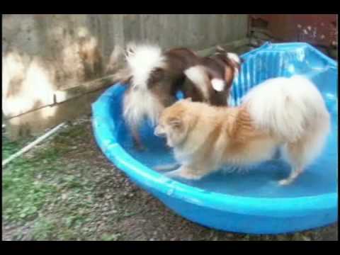 Icelandic Sheepdogs Beating the Heat