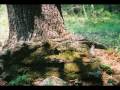 videos de The cave song Native flute music