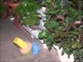 ���ԤΥ�ȥ�ڥ����褿��ȥȥ��Υ���:YouTube������=197��
