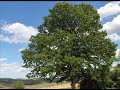 Dumitru Fărcaş - Bărbătesc din Maramureş