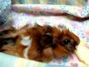 Introducing the Newest Puppy Love Jewelry Guinea Pig-Mouskin