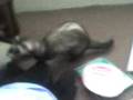 Ferrets is playing