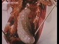 Zombie cockroaches revived by brain shot Zombie cockroaches revived by brain shot