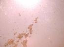 Strange Aquatic Nematode 10X In droplett of water