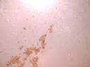 Strange Aquatic Nematode 10X In droplett of water