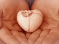 Peter Maffay-Die Liebe bleibt