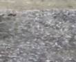 ploaie-cu-piatra-la-