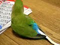 bird that dressed up