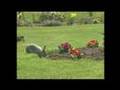 Scarecrow Automatic Animal Deterrent