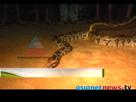 Python found Kallara പെരുമ്പാമ്പിനെ പിടികൂടി