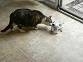 Mikey Vs Robopet Mikey Vs Robopet