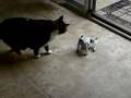 Mikey Vs Robopet