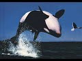 pobladores del oceano