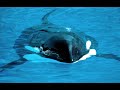 pobladores del oceano