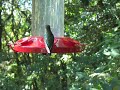 Kolibri / Hummingbirds Monteverde Costa Rica 02