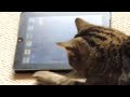Click here to watch this video Tinker Playing Friskies Cat Fishing