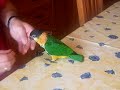 PREPARANDOSE PARA EL CIRCO