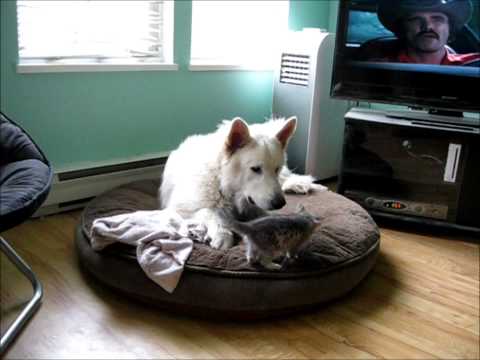 This Is The Cutest Dog/Kitten Video EVER!!!!!!!!