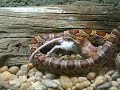 (Elaphe Guttata Guttata) ???? ???? ????