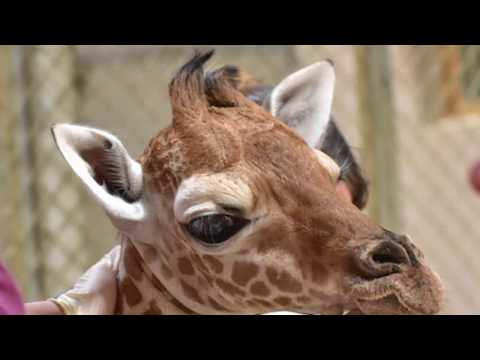 Julius The Giraffe Tribute - Maryland Zoo