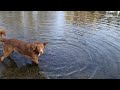 ozzy the dog - underwater toy find