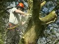 Dropping a top off a pine Dropping a top off a pine