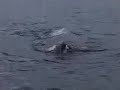 Humpbacks in the Southern Ocean