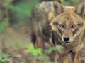 Yeha-Noha Native American chant Yeha-Noha Native American chant