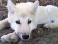 Yeha-Noha Native American chant