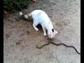 snake fight believe it or not snake fight believe it or not