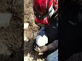 Saved Seagull In Deep Woods Newfoundland