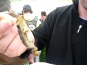 Snail Eater