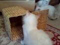 15112008Katzenkorb.mp4