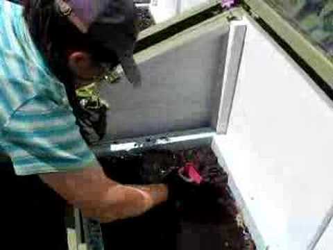 Planting Eggplants in the Cold-frame