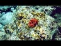 Troisi�me plong�e: Limace de mer? Myst�re r�solu: Ponte de Hexabranchus sanguineus - Ile Maurice