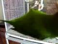 Paddy, Golden-wing, & Erin, Cobalt-winged Parakeets