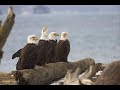 Thirty dirty birds de Red Hot Chili Peppers