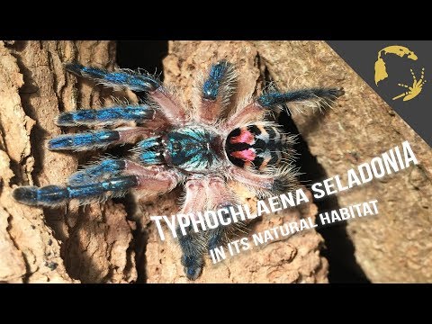 YouTube reptile video