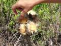 videos de national geographic02.mp4