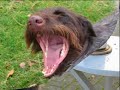 vom Tierheim-Hund zum Jagdhund - Ankas Geschichte