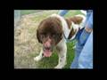 TAILS Humane Society: Rochelle Hoarding Situation Video 2007