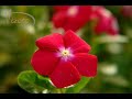 Flower of Beauty- GMEA Honors Chorus