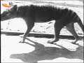 Last Tasmanian Tiger, Thylacine, 1933 Last Tasmanian Tiger, Thylacine, 1933