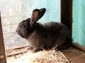 thor the big toon rabbit 2