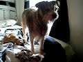 Re: Jackapoo or Jackadoodle Desinger Puppy Gracie Re: Jackapoo or Jackadoodle Desinger Puppy Gracie