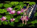 Fairy Dance