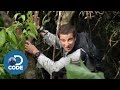 Bear Grylls In Borneo Jungle | Man Vs Wild (1/6)